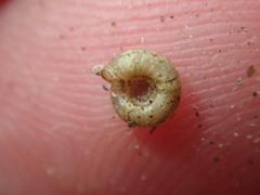 Helicodiscus parallelus