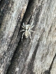Menemerus bivittatus