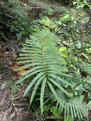 Pelazoneuron abruptum