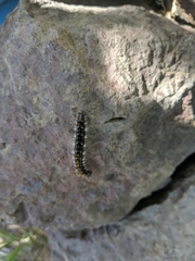 Malacosoma constricta