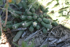 Euphorbia inermis