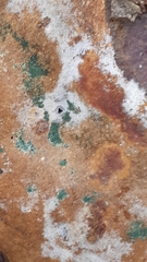 Penicillium