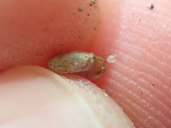 Helicodiscus parallelus