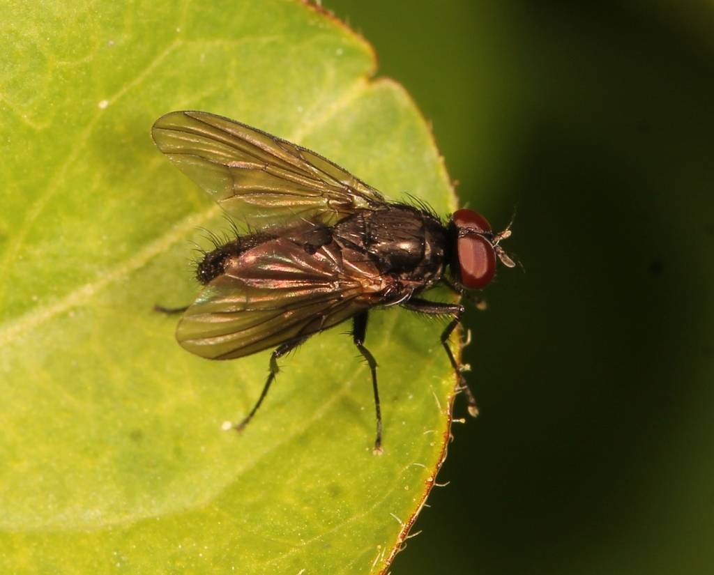 Hebecnema umbratica