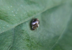 Psyllobora bicongregata