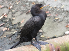 Nannopterum brasilianum