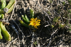 Glottiphyllum