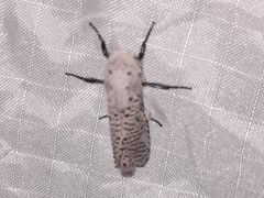 Polyphagozerra coffeae