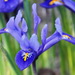 Iris reticulata - Photo (c) Lotus Johnson, μερικά δικαιώματα διατηρούνται (CC BY-NC)