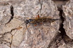 Pimpla turionellae