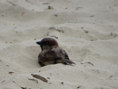 Passer domesticus