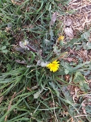 Taraxacum officinale