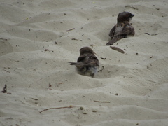 Passer domesticus