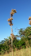 Cymbopogon nardus