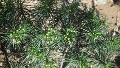 Euryops brevipapposus