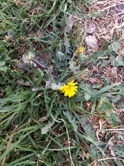 Taraxacum officinale