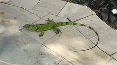 Iguana iguana