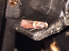 Ptyomaxia swinhoeella