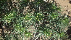 Euryops brevipapposus