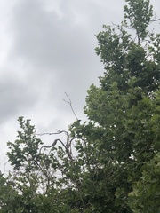 Corvus brachyrhynchos