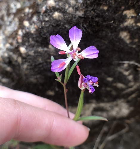 Campo clarkia (Clarkia delicata)