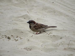 Passer domesticus