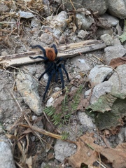 Aphonopelma mooreae