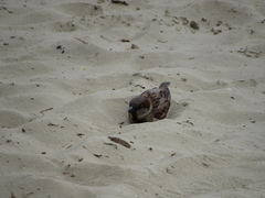 Passer domesticus