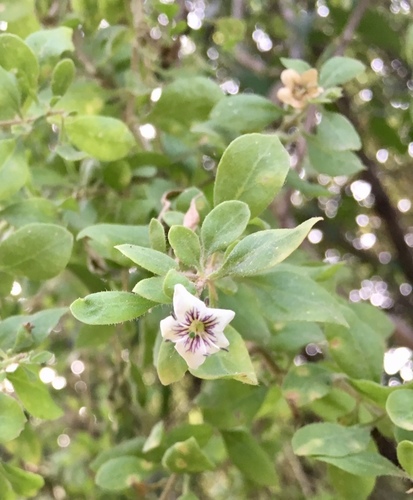 Lycium ciliatum