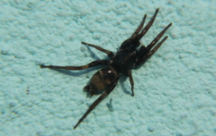 Latonigena auricomis