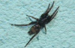 Latonigena auricomis