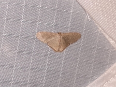 Lophophleps triangularis