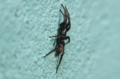 Latonigena auricomis