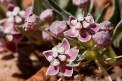 Asclepias uncialis