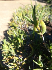 Lampranthus aureus
