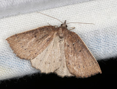 Authaemon stenonipha