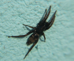 Latonigena auricomis