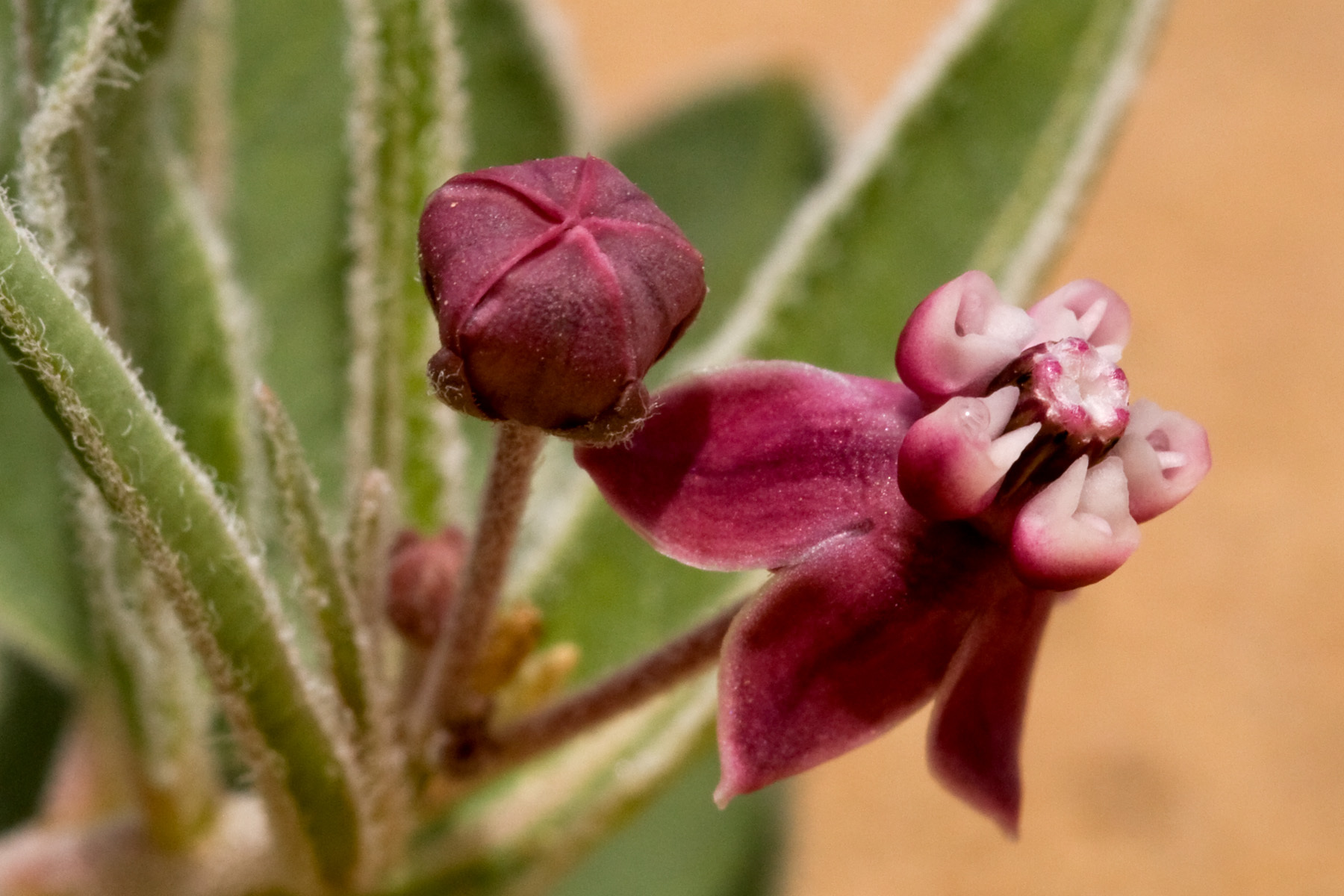 Asclepias sanjuanensis