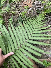 Pelazoneuron abruptum