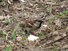 Passer domesticus