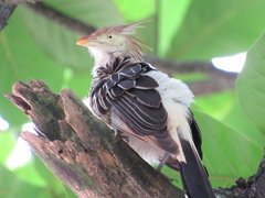 Guira guira