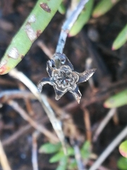 Lampranthus aureus