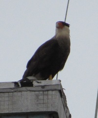 Caracara plancus