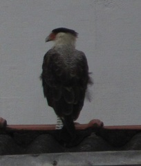Caracara plancus