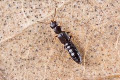 Dadobia immersa