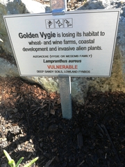 Lampranthus aureus