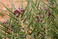 Asclepias brachystephana