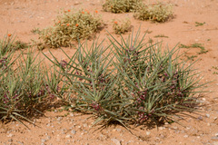 Asclepias brachystephana