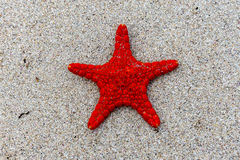 Pentagonaster duebeni