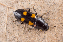 Glischrochilus quadripunctatus